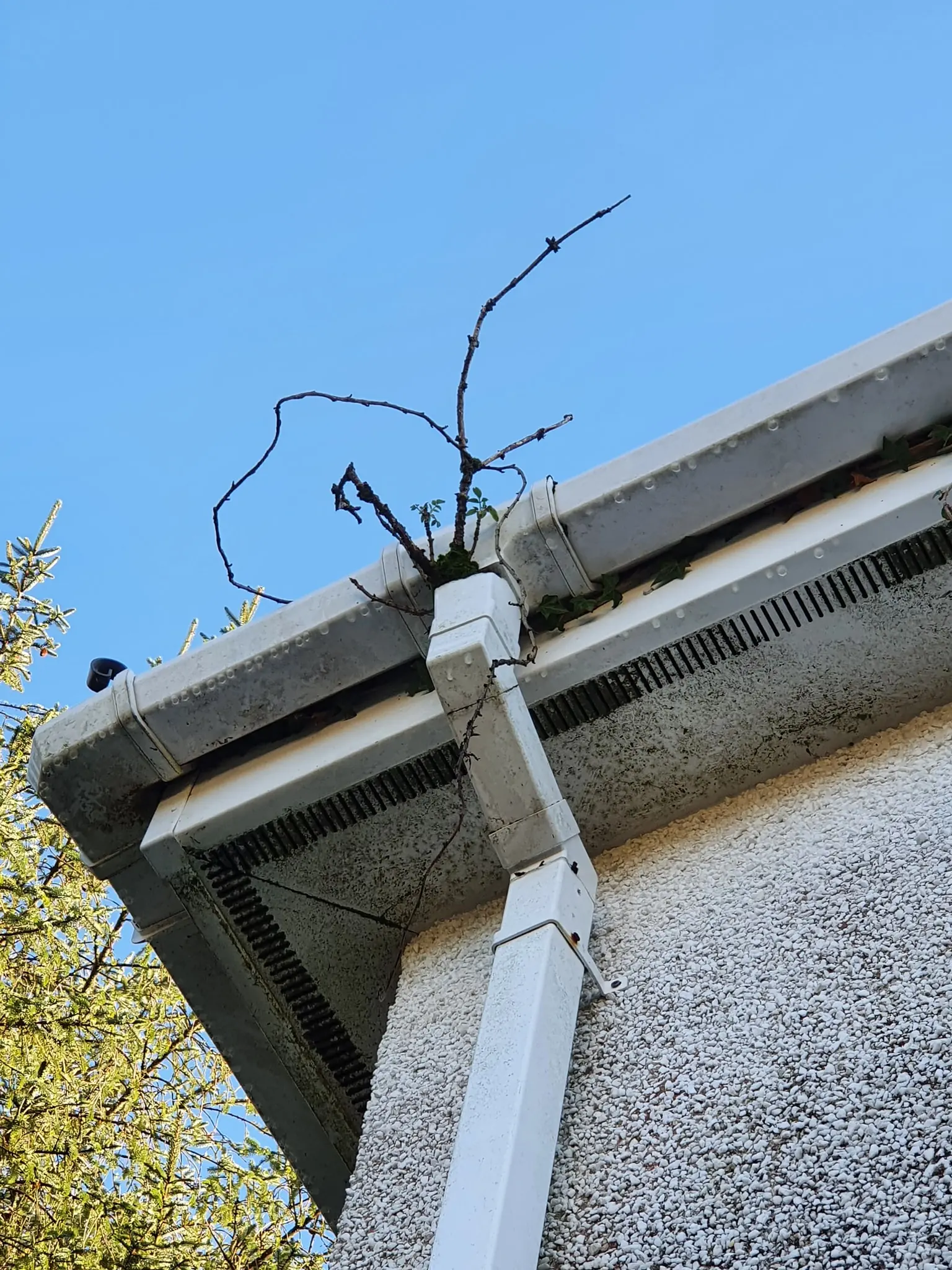 Gutter clearance service in Cornwall showing moss removal